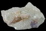 Otodus Shark Tooth Fossil in Rock - Eocene #135850-1